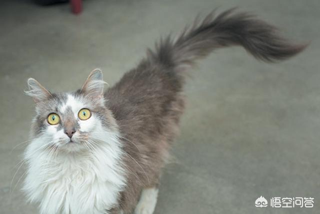 黑猫用尾巴来撒娇:黑猫用尾巴来撒娇漫画全集免费 当猫咪跟你撒娇时，你的心情是怎样的？