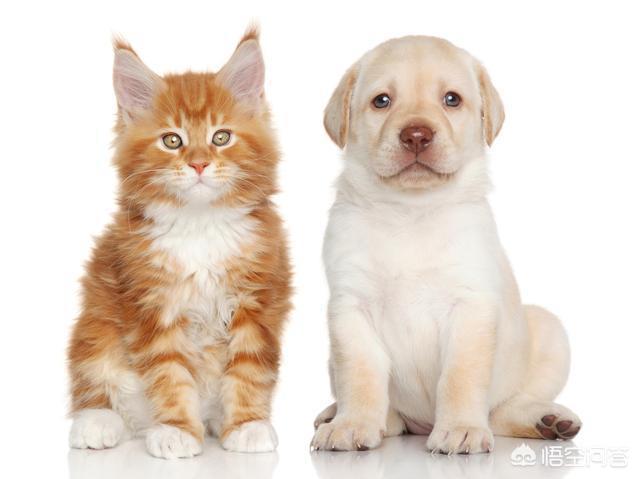 养猫还是养狗:当代年轻人养猫的多还是养狗的多？为什么？