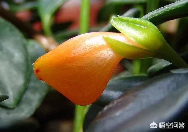 盆景植物金鱼草怎么养:怎么种植金鱼草？金鱼草有什么药效？