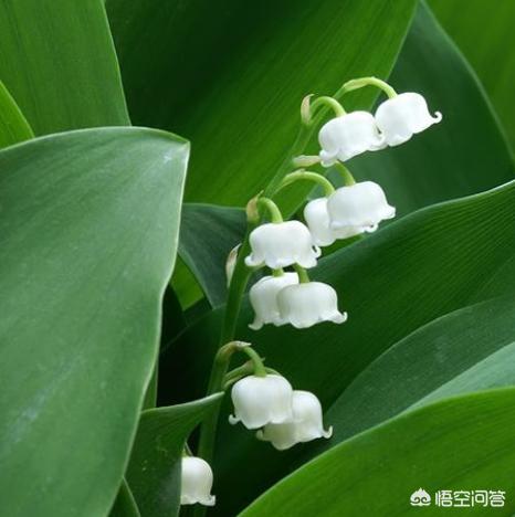 黄铃兰图片:铃兰花语图片 养铃兰花需要注意些什么？