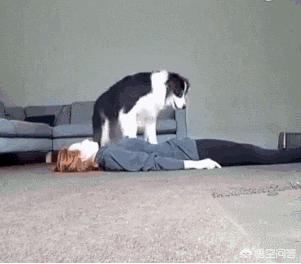 短毛边界牧羊犬图片:边境牧羊犬有哪些我们不知道的优点？