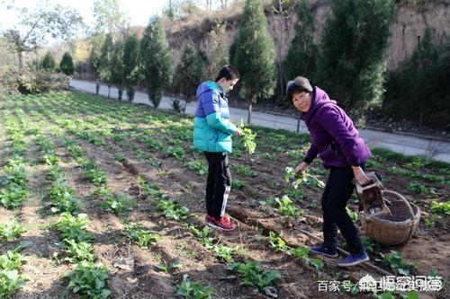 小茹和黄狗驴交小说:农业的土地性质有哪几类？