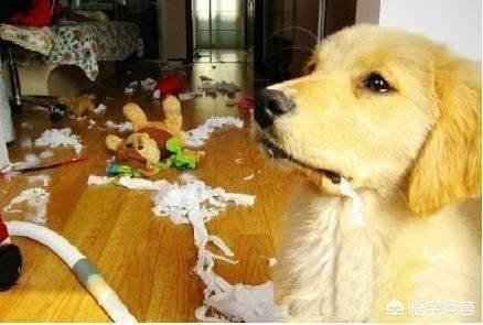 柯基幼犬喜欢咬东西:狗狗喜欢乱咬东西怎么办？
