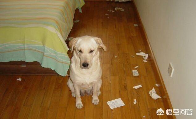 柯基幼犬喜欢咬东西:狗狗喜欢乱咬东西怎么办？