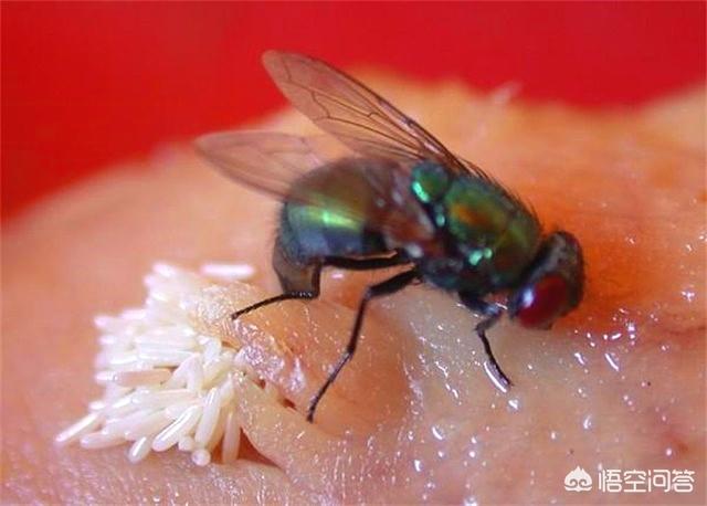 为何一些动植物死后尸体会自然的长出蛆虫