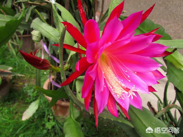令箭荷花花芽:令箭荷花的施肥方法，附用什么肥合适？