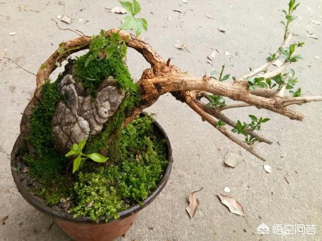杞枸杞树苗哪里有售:碗口粗的枸杞栽盆能活吗？怎么做？