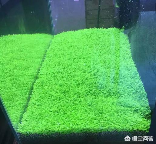 矮珍珠的草缸养什么鱼好:鱼缸水草矮珍珠怎么种植？