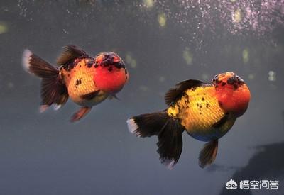 头条问答 金鱼怎么养容易长大 Zhang楠楠的回答 0赞