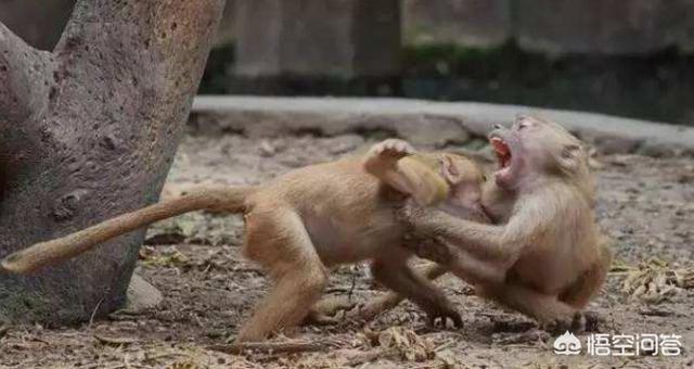 有没有哪种动物的首领是与体型相反的?(6个回答)