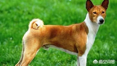 巴仙吉犬智商:爬树最厉害的狗狗有哪些呢？ 巴仙吉犬图片