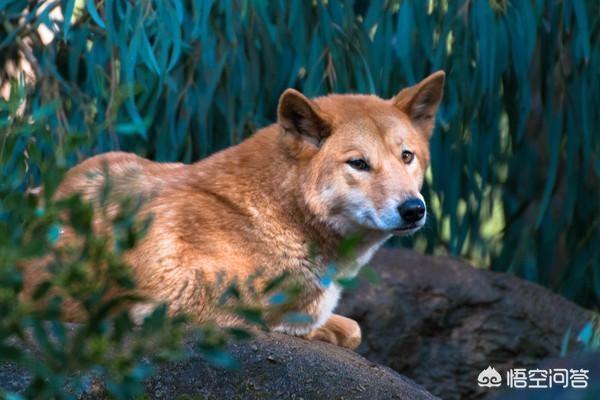 巴仙吉犬智商:爬树最厉害的狗狗有哪些呢？ 巴仙吉犬图片