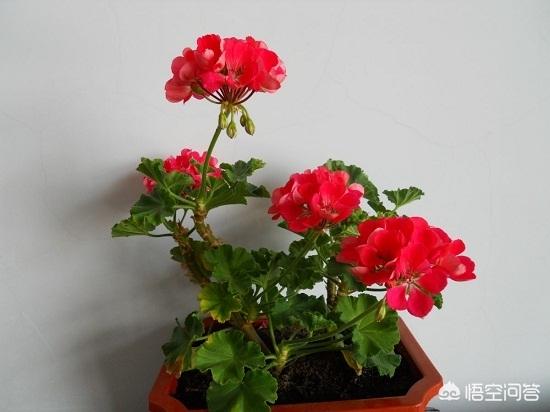 洋绣球天竺葵图片:天竺葵叶子黄黄的是怎么了？该怎么解决呢？
