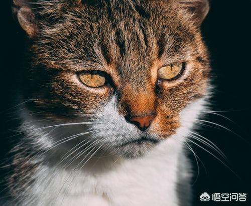 猫咪结膜炎,猫咪眼睛发炎可以用庆大霉素吗？