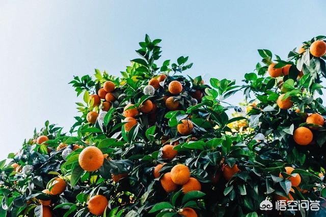 补肾吃什么水果，肾虚会影响眼睛视力吗，一般吃什么水果