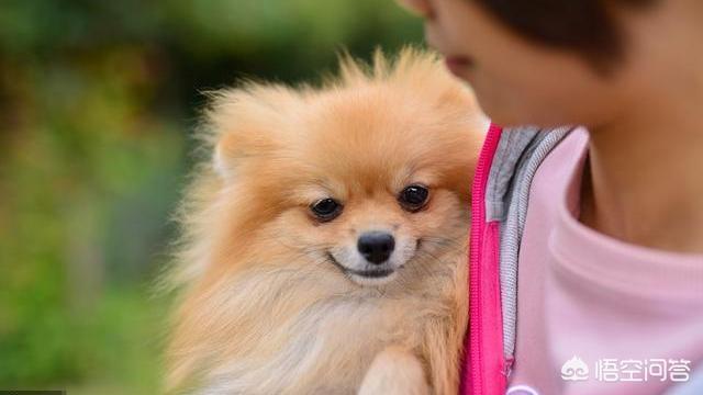 皇朝博美犬舍游戏在线玩:蝴蝶犬与博美犬，一样是玩具犬，为什么养前者的人数却很少？