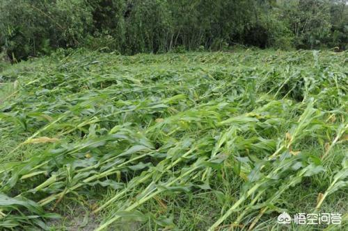 芝麻倒伏是什么原因？有什么防治措施？