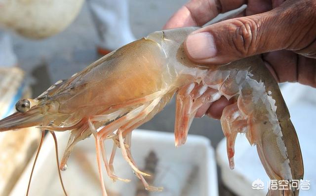 海钓活饵可以用泥鳅:海钓鲈鱼泥鳅好还是沙蚕好？