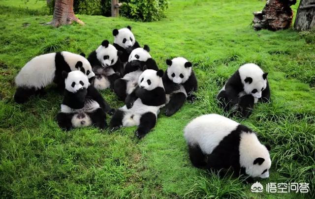 中国神奇动物，你见过最神奇的动物是什么