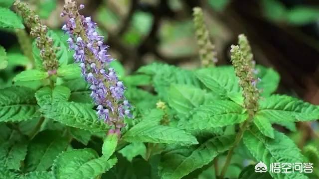 头条问答 忽然间感觉全国各地是烧仙草 真好做吗 2个回答