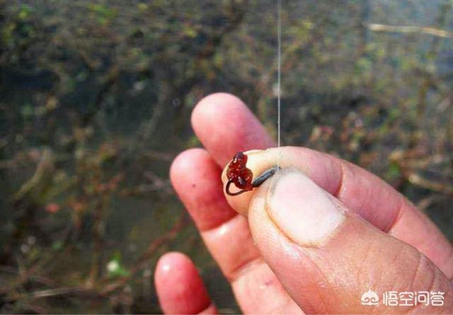 钓鱼红虫怎么养吗:钓鱼用的红线虫和红虫怎么养想自己在家养点？