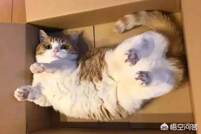 抓猫:主人警告过不能捉猫玩，小孩子捉来玩，且被抓伤，主人要担责吗？