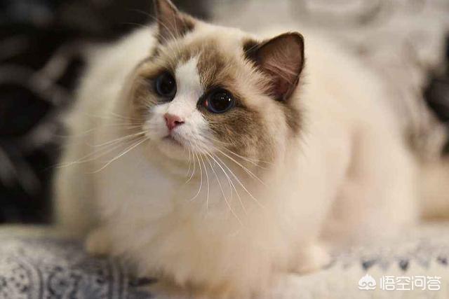 斯芬克斯猫加热:你见过长相最奇怪的猫长什么样？ 斯芬克斯猫真的好烦人