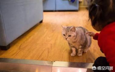 不爽猫图片大全:如何避免给猫做绝育后，猫会恨主人的问题？