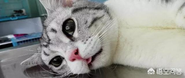 母猫绝育伤口一般多大?:母猫做绝育手术多少钱，多长时间能恢复？ 母猫绝育伤口在哪