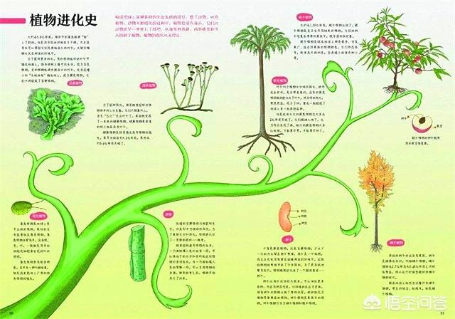 地球植物演化史图片