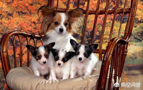 蝴蝶犬会看家吗:为什么说养狗不养蝴蝶犬？