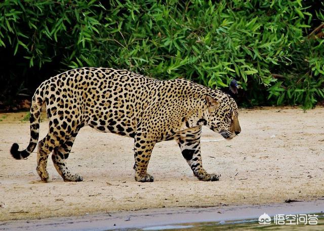 斑鬣狗属于猫科吗:美洲豹能否轻易干掉斑鬣狗呢？