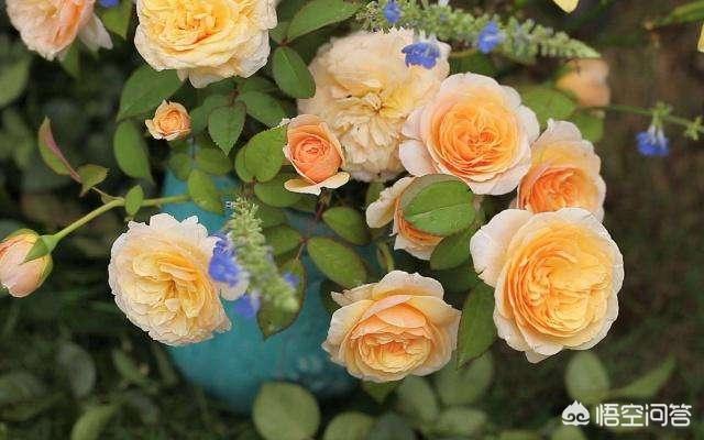 vents月季花品种介绍及图片:月季朱丽叶好种吗？有哪些技巧？