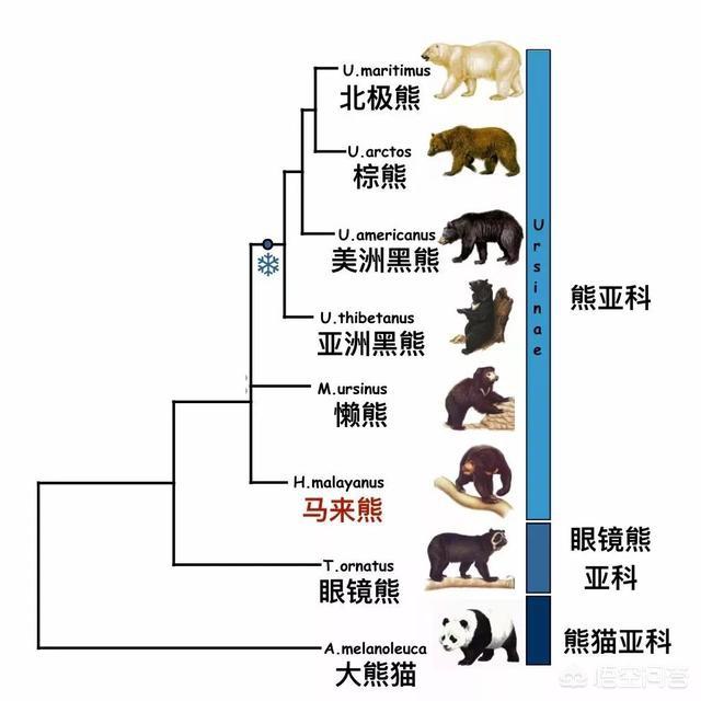 月熊:问，狗熊跟棕熊有什么区别？