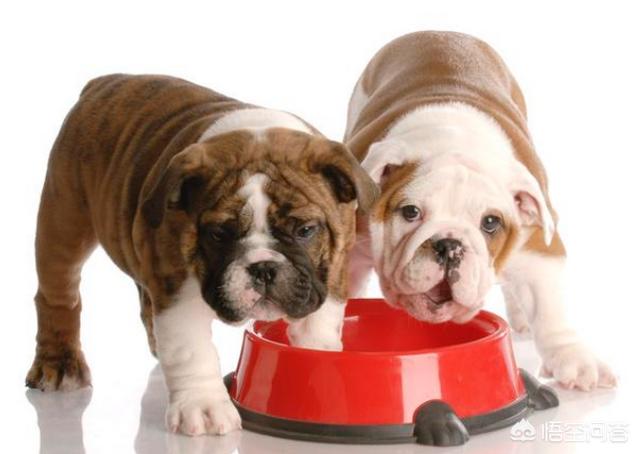 英斗犬:英国斗牛犬好不好养，有什么优缺点吗？
