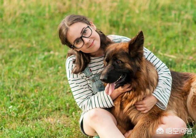 阿富汗斗狗大赛:比特犬土佐犬纽波利顿谁厉害？