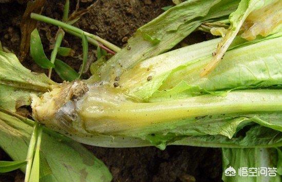 莴笋心叶腐烂是什么病?如何防治?_生活常识_小高教学网