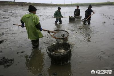 水生动物隔离池:养鱼池需要多长时间消一次毒？怎样操作？