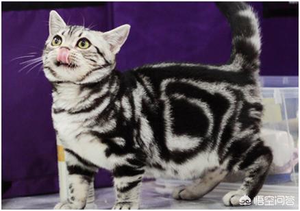 美国短毛猫智商:美短和英短，猫主人该如何选择？