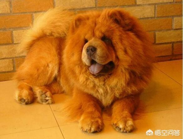 松师犬高清图片:为什么养一只松狮犬带出门从没有怕过？