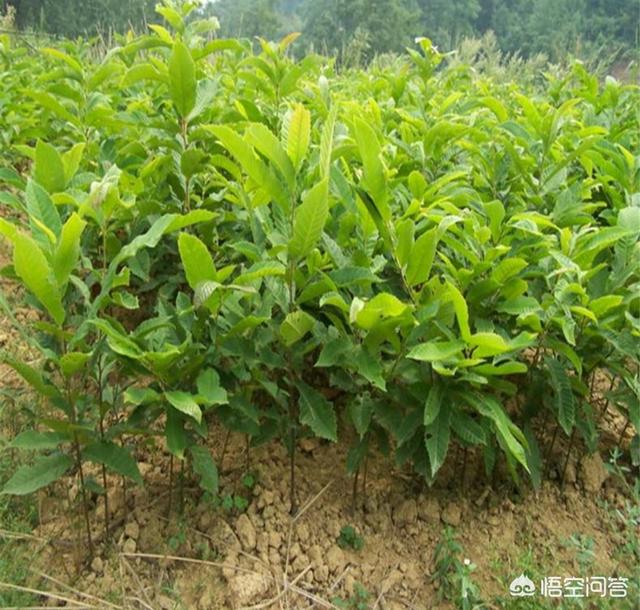 你知道芦丁鸡吗？了解之后你会去养殖芦丁鸡吗？