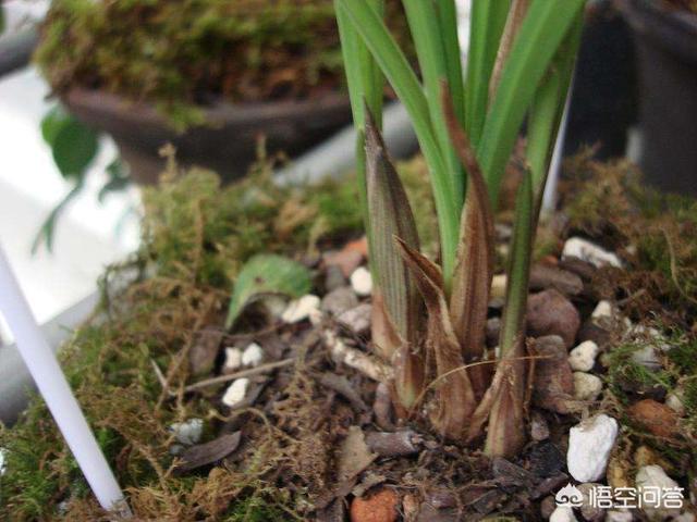 天使猫二号:兰花有花苞时可以施花多多2号吗？ 天使猫恶魔猫