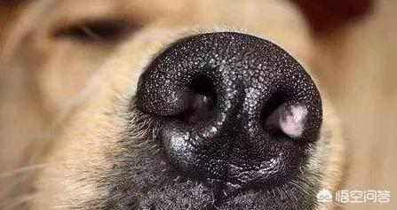 松狮幼犬怎么挑:如何挑选一只好的边牧幼犬？