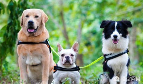 色狗狗电影:你知道拉布拉多犬参演过什么电视剧和电影吗？