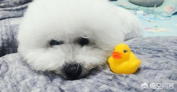 可爱的比熊犬图片:柯基、比熊、泰迪，哪个比较聪明好养呢？