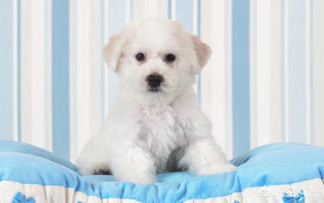 可爱的比熊犬图片:柯基、比熊、泰迪，哪个比较聪明好养呢？