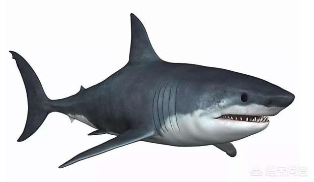 鲨鱼通常为什么不吃人是因为人类不合口