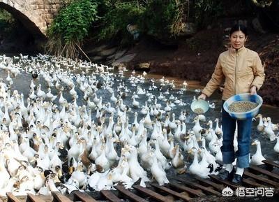山边水库如何养鱼视频:如何做到水库（鱼塘）养鸭水质无害，养鸭养鱼两不误？