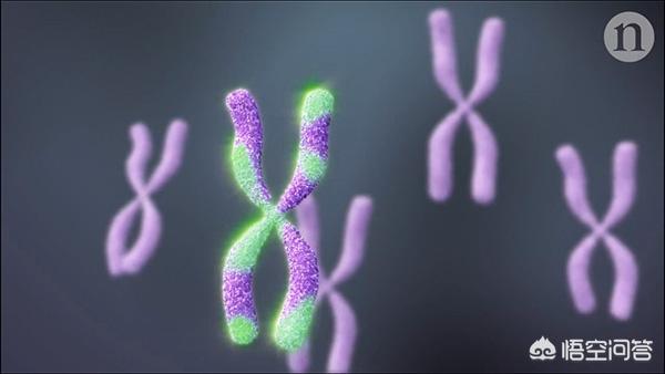 狗和狼的DNA一样吗？插图27