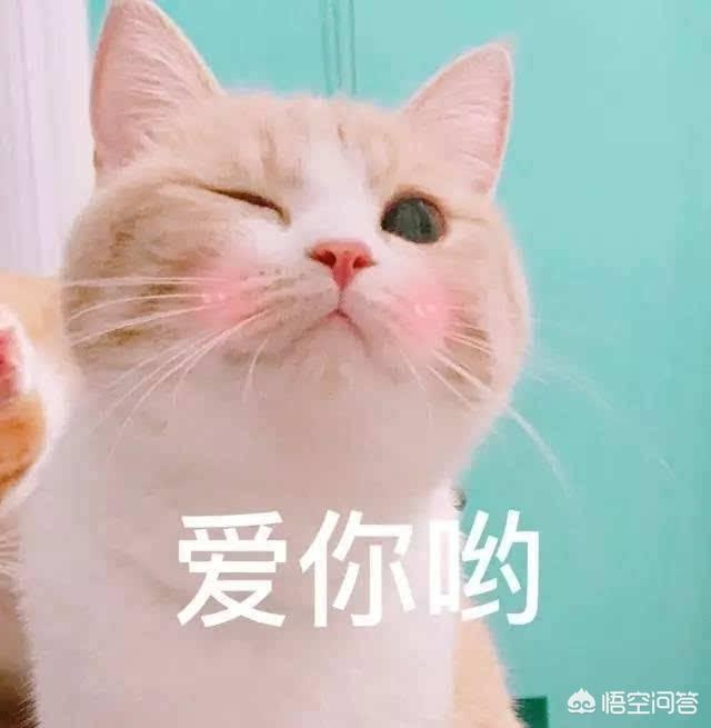 家里没有阳台养猫好吗:家里养猫，住高楼层，需要注意什么？